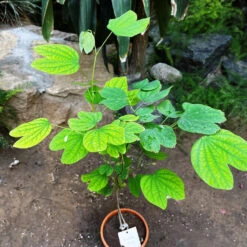 Bauhinia Acuminata Safed Kachnar Plant -Plant Life Decor Shop Bauhiniaacuminata 1