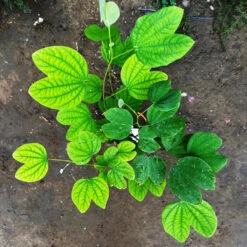 Bauhinia Acuminata Safed Kachnar Plant -Plant Life Decor Shop Bauhiniaacuminata 2