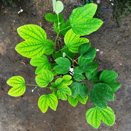 Bauhinia Acuminata Safed Kachnar Plant -Plant Life Decor Shop Bauhiniaacuminata 2