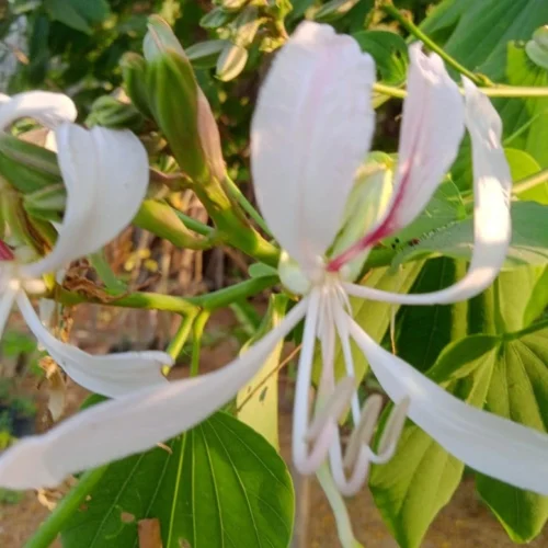 Bauhinia Malabarica Kachnar Plant 11 Bauhinia Malabarica Kachnar Plant -Plant Life Decor Shop Bauhiniamalabarica