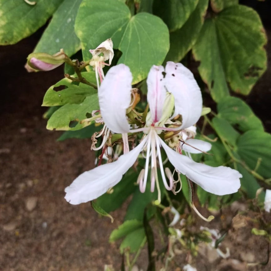 Bauhinia Purpurea Alba Kachnar Plant 2 Bauhinia Purpurea Alba Kachnar Plant - Image 2