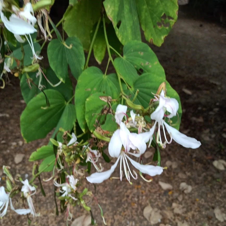Bauhinia Purpurea Alba Kachnar Plant 3 Bauhinia Purpurea Alba Kachnar Plant - Image 3
