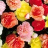 Begonia Tuberous Double (Mix Bulbs)