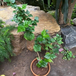 Bengal Trumpet Vine Plant -Plant Life Decor Shop BengalTrumpetvine 2