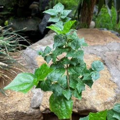 Bengal Trumpet Vine Plant -Plant Life Decor Shop BengalTrumpetvine