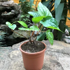 Betel Leaf Vine Paan Plant -Plant Life Decor Shop BetalLeaf 2