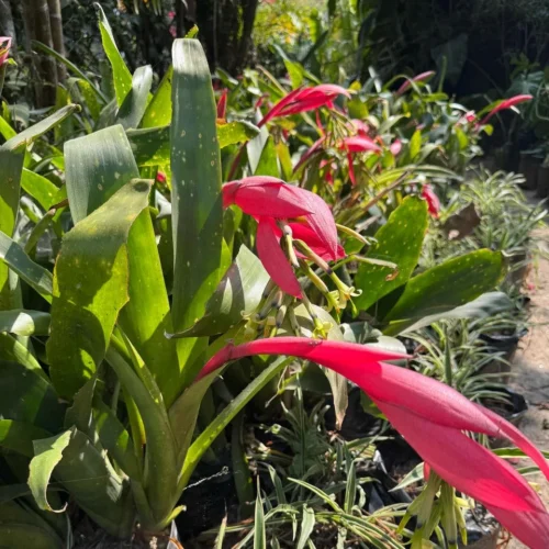Billbergia Zebrina Plant
