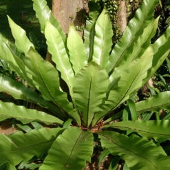 Bird Nest Fern Plant