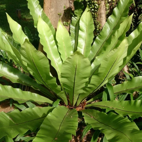 Bird Nest Fern Plant