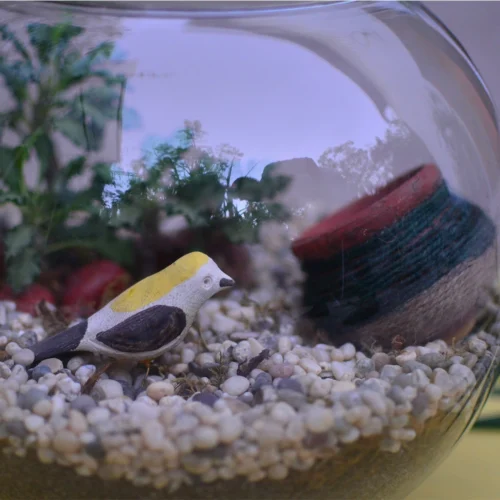 Bird And The Pitcher Terrarium Kit -Plant Life Decor Shop Bird and the pitcher 3