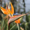 Bird Of Paradise - Strelitzia Reginae Plant