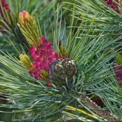 Japanese Black Pine Plant -Plant Life Decor Shop BlackPine