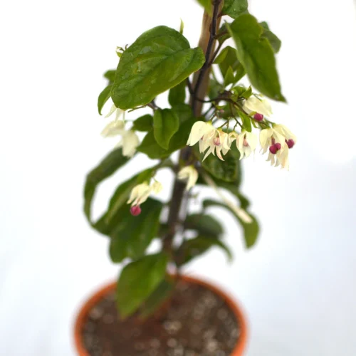 Bleeding Heart Vine Plant -Plant Life Decor Shop Bleeding Heart Vine 2 a7da288f 6cdf 4af1 8757 aee0c543b25c