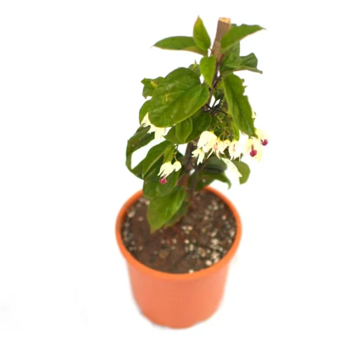 Bleeding Heart Vine Plant -Plant Life Decor Shop Bleeding Heart Vine 3