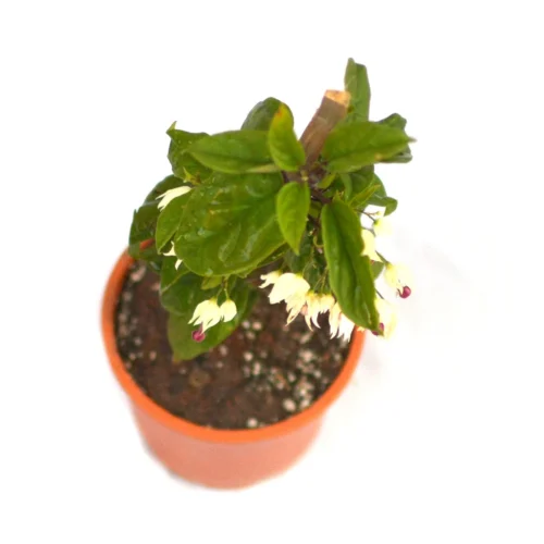 Bleeding Heart Vine Plant -Plant Life Decor Shop Bleeding Heart Vine 4