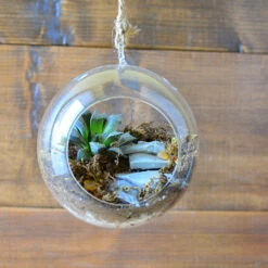 The Blooming Staircase Terrarium Kit -Plant Life Decor Shop Blooming staircase 2