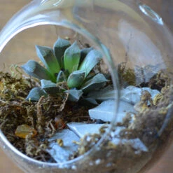 The Blooming Staircase Terrarium Kit -Plant Life Decor Shop Blooming staircase 3