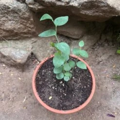 Blueberry 'Biloxi' Tissue Culture Plant -Plant Life Decor Shop Blueberry Biloxi