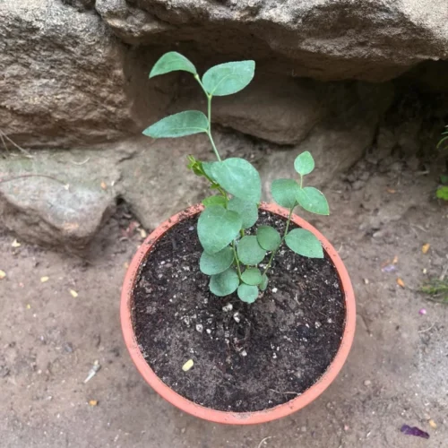 Blueberry 'Biloxi' Tissue Culture Plant -Plant Life Decor Shop Blueberry Biloxi