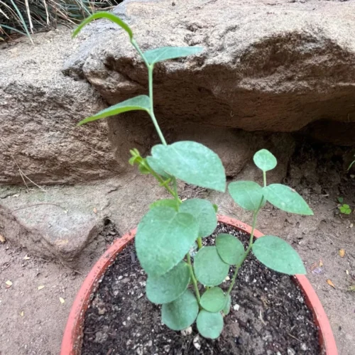 Blueberry 'Biloxi' Tissue Culture Plant -Plant Life Decor Shop Blueberry Biloxi 1