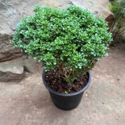 Bonsai Dwarf Murraya Paniculata Plant