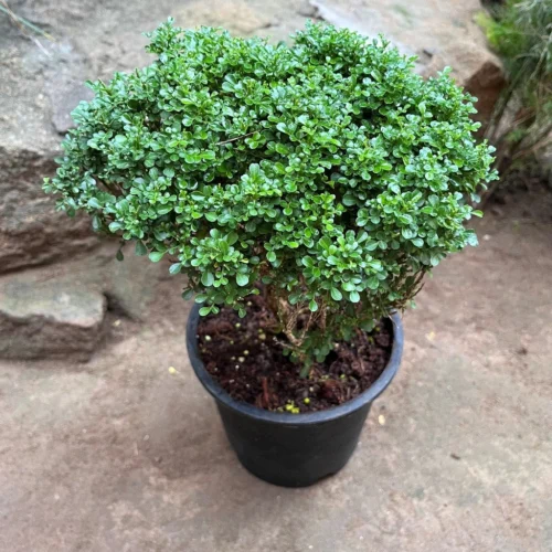 Bonsai Dwarf Murraya Paniculata Plant