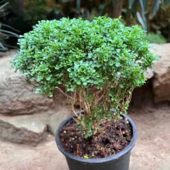 Bonsai Dwarf Murraya Paniculata Plant -Plant Life Decor Shop BonsaiDwarfMurrayaPaniculata 3