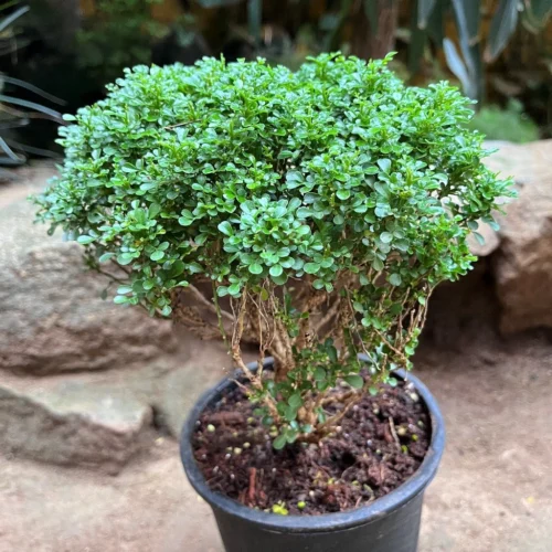Bonsai Dwarf Murraya Paniculata Plant -Plant Life Decor Shop BonsaiDwarfMurrayaPaniculata 3