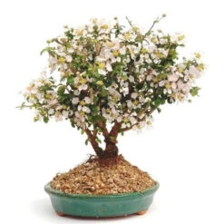 Bonsai Malpighia Coccigera Mame Plant