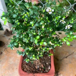 Set Of 4 Rustic Square Terracotta Bonsai Pots