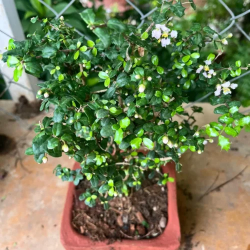 Set Of 4 Rustic Square Terracotta Bonsai Pots
