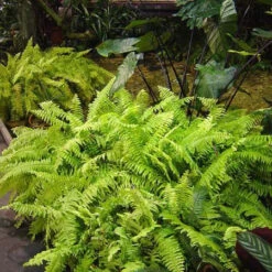 Boston Fern Air Purifier Fern Plant -Plant Life Decor Shop Boston Fern Nephrolepsis exaltata bostoniensis Air Purifying