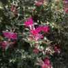 Bougainvillea Pink Orchid Plant