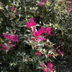 Bougainvillea Pink Orchid Plant