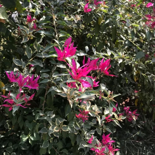 Bougainvillea Pink Orchid Plant