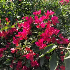 Bougainvillea Red Orchid Plant