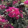 Bougainvillea Barbara Karst Plant