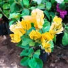 Bougainvillea California Gold Plant