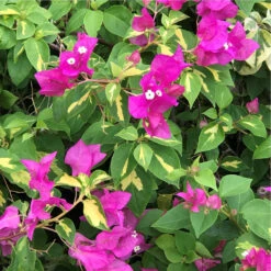 Bougainvillea Fantasy Red Plant