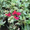 Bougainvillea Royal Bengal Red Plant