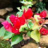 Bougainvillea Scarlet Glory Plant