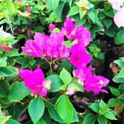 Bougainvillea Texas King Plant