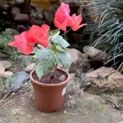 Bougainvillea Orange Ice Plant 5 Bougainvillea Orange Ice Plant -Plant Life Decor Shop Bougainvilliaorangeice