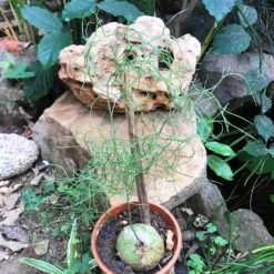 Bowiea Volubilis Plant -Plant Life Decor Shop Bowiea volubilis 2