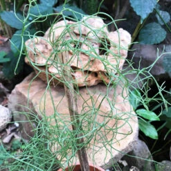 Bowiea Volubilis Plant -Plant Life Decor Shop Bowiea volubilis 3