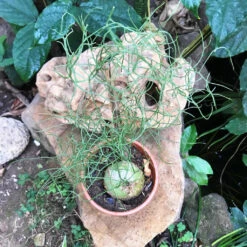 Bowiea Volubilis Plant