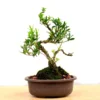 Bonsai Boxwood Plant