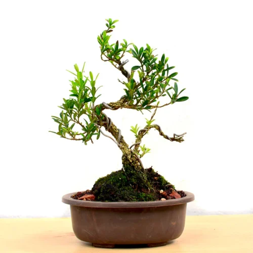 Bonsai Boxwood Plant