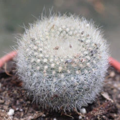 Brasilicactus Haselbergii Crested Scarlet Ball Cactus Plant -Plant Life Decor Shop Brasilicactus Haselbergii 3