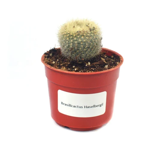 Brasilicactus Haselbergii Crested Scarlet Ball Cactus Plant -Plant Life Decor Shop Brasilicactus Haselbergii 4
